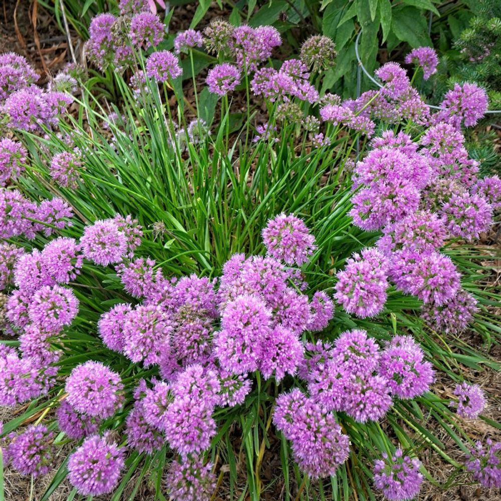 Ail d'ornement millenium pot de 3l - touffe