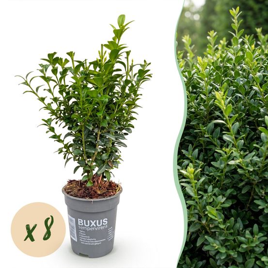 Buis - lot de 8 - pot 9 cm - hauteur 20-25 cm - plante d'extérieur