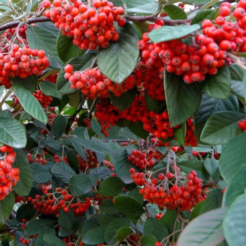 2 x cotonéaster laiteaux - cotoneaster lacteus - 40-60 cm pot