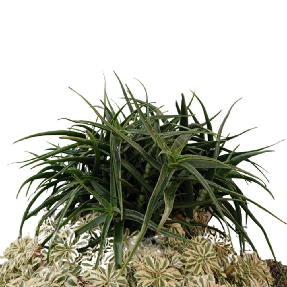 Aloes 'artjungle' godet de 8/9 cm