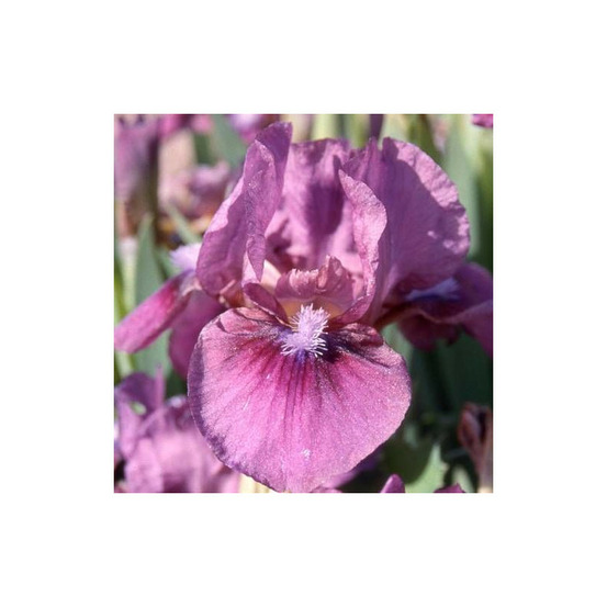 Iris nain lilliput color me rose lot de 5 godets