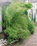 20 bambous verts - haie de 20 m linéaire, les 20 pots / 2.5l / hauteur livrée environ 50cm