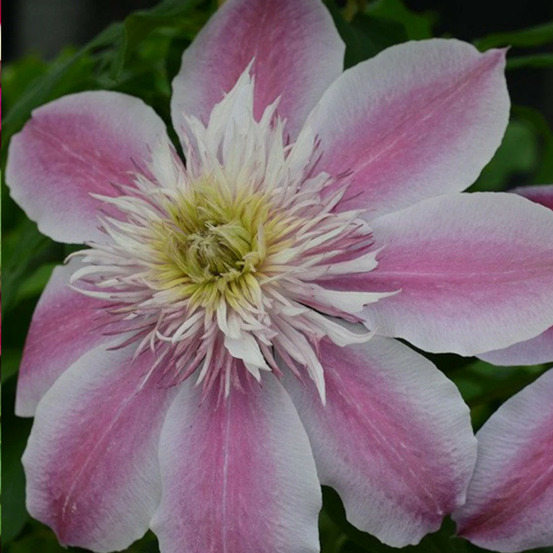 Clématite empress™ 'evipo 011' pot de 1,5l - tuteur bambou 30/60 cm