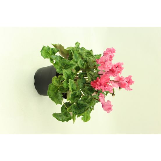 Cyclamen mini crispino pot 10,5 cm rose