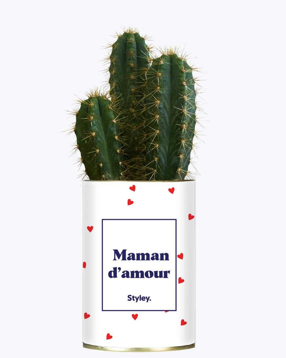 Plante facile à entretenir - maman d'amour - cactus