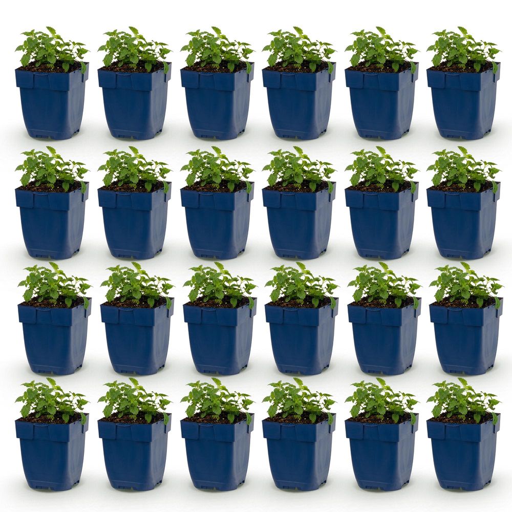 Népéta 'snowflake' - lot de 24 - pot 11 cm - hauteur 25 cm - plante d'extérieur