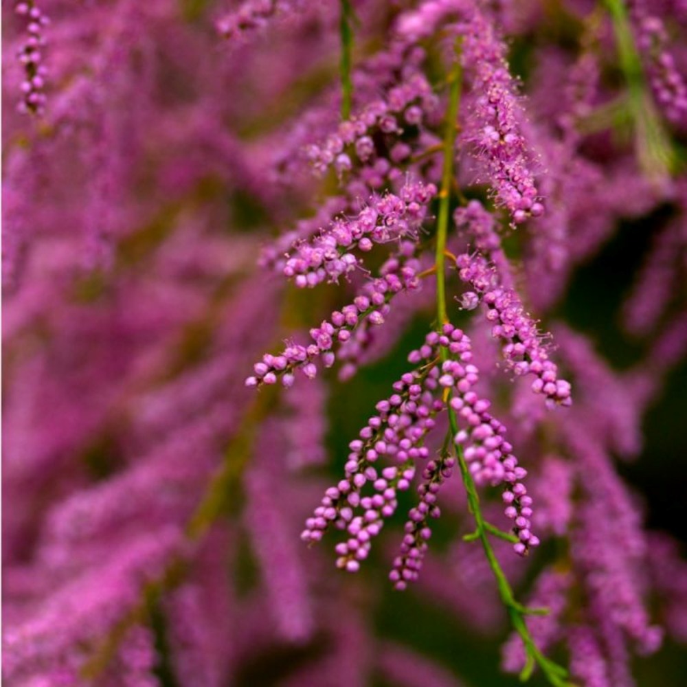 TAMARIS DE PRINTEMPS GF H20A40-(766745)