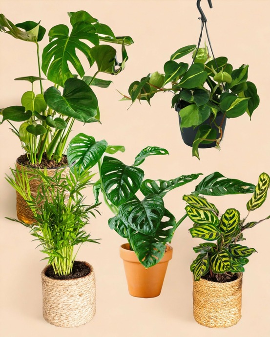 Coffret plantes jungle fever 50cm - plante d'intérieur