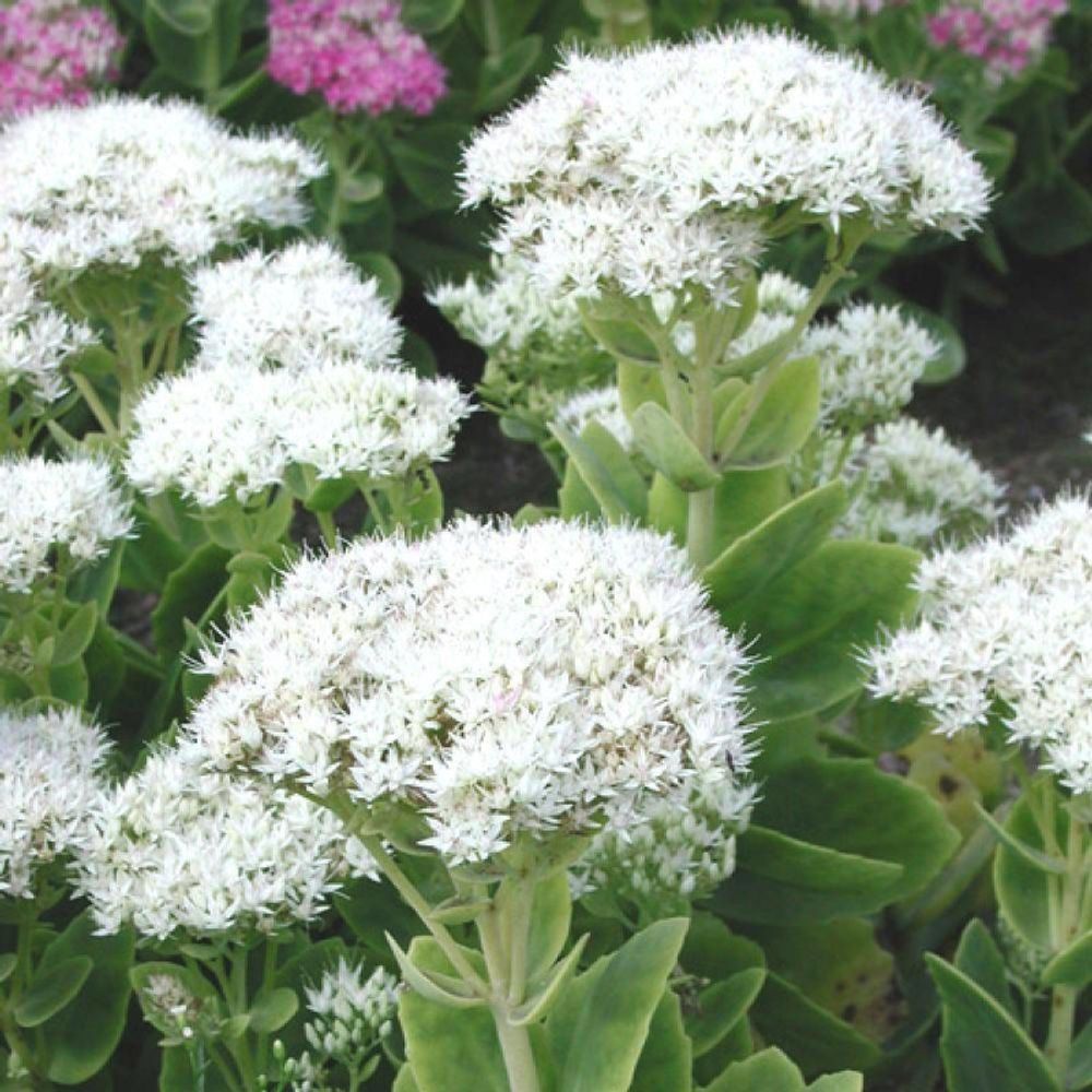 Orpin iceberg, sedum godet - 5/20 cm