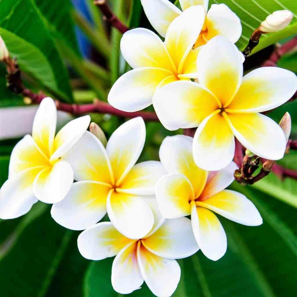 Plumeria rubra blanc à coeur jaune (frangipanier) pot de 40 litres - 130/150 cm