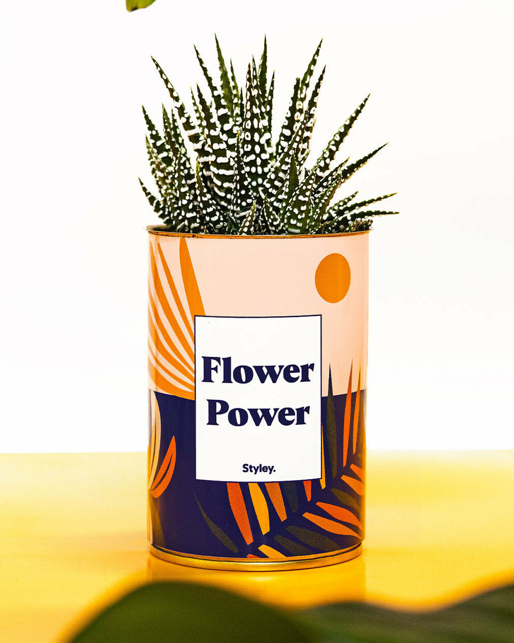 Plante personnalisée - flower power - cactus