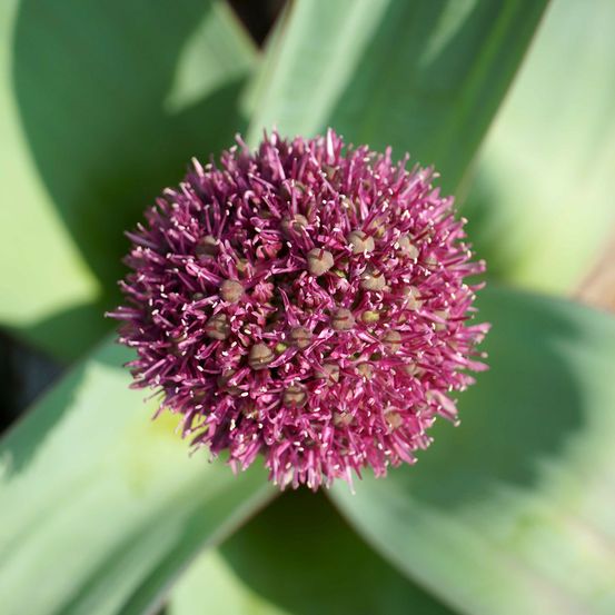 Ail d'ornement 'ostara' bulbe calibre 12+ (par 10)