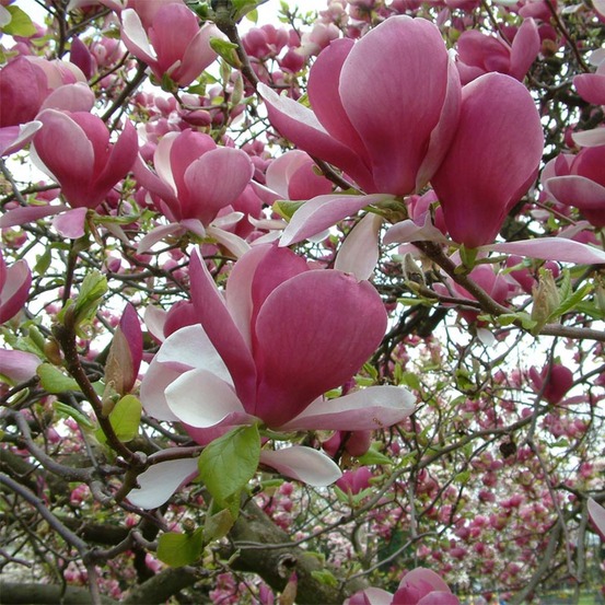Magnolia x soulangiana 'rustica rubra' pot de 3l/4l