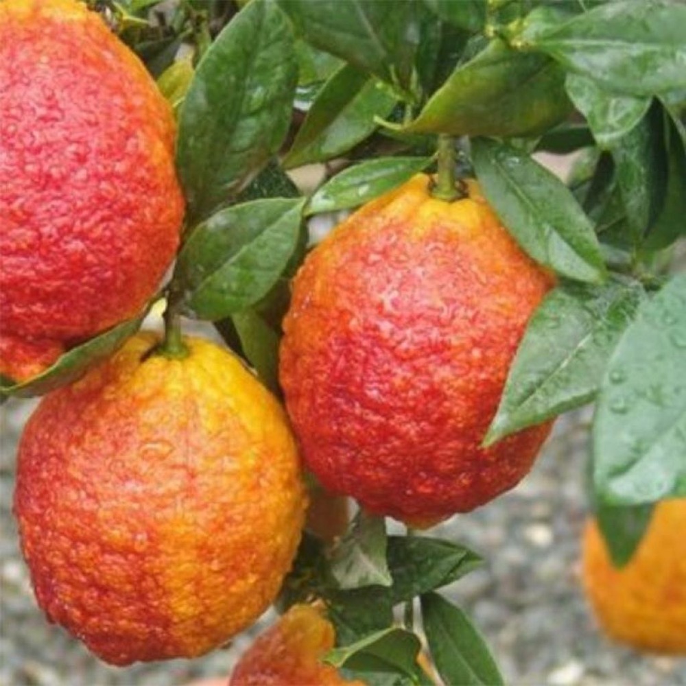 Cédrat hybride 'pygmentea' pot de 4l/5l, 1/4 de tige