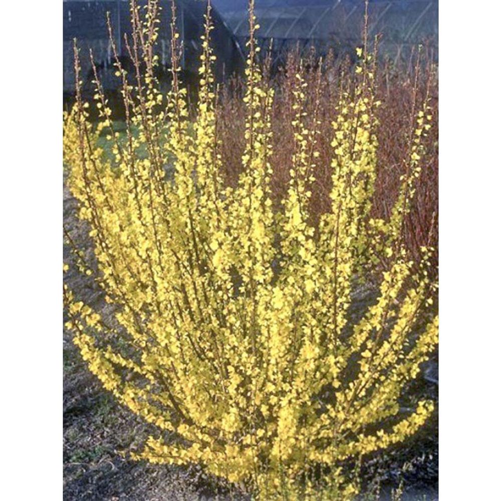 Mimosa de paris 'mindor' pot de 4l/5l