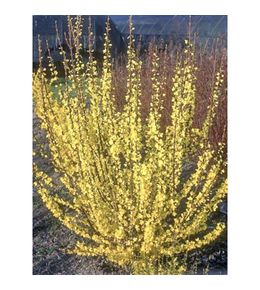 Mimosa de paris 'mindor' pot de 4l/5l