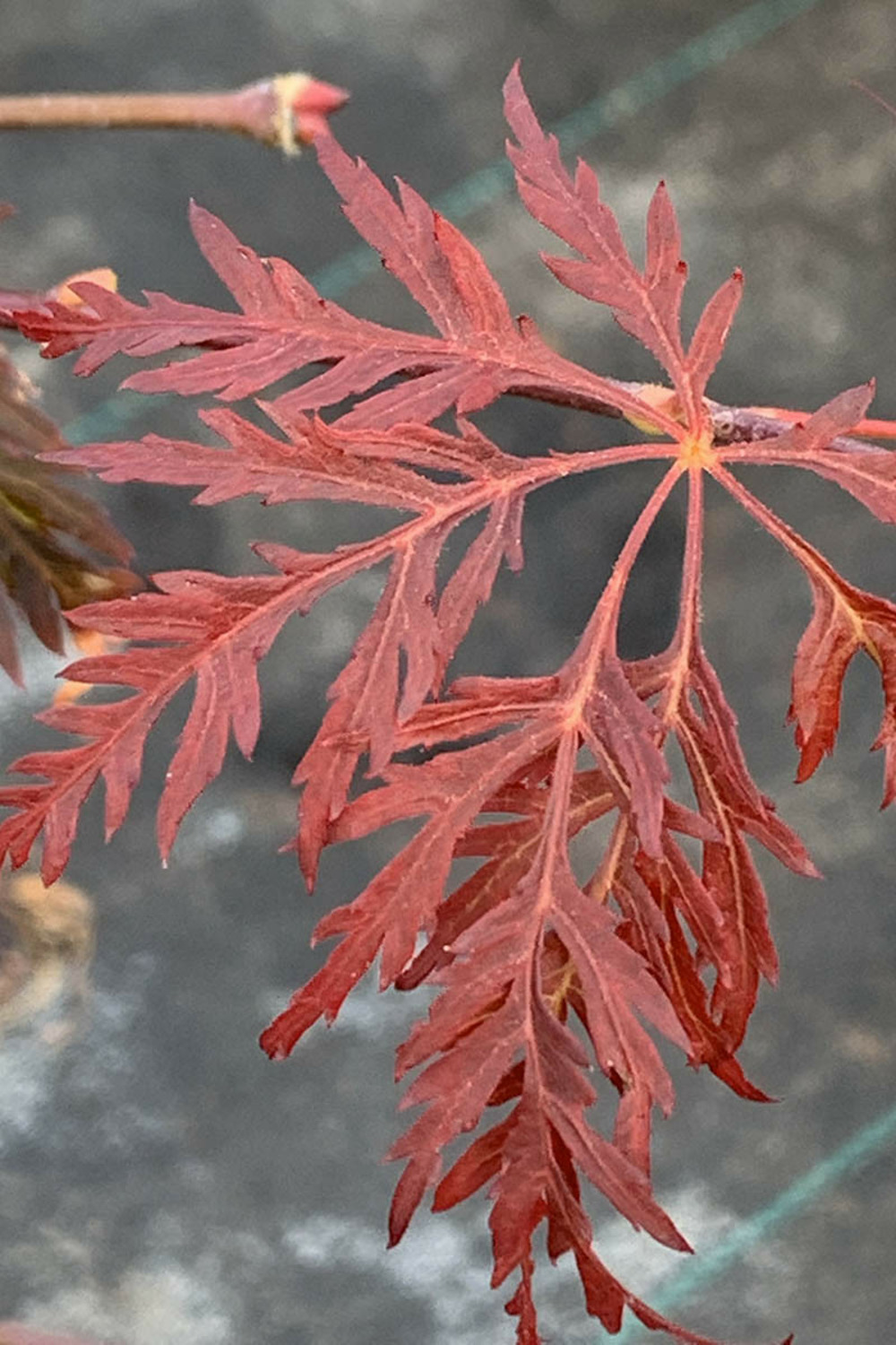 Erable du japon 'crimson queen' - en pot de 4 litres