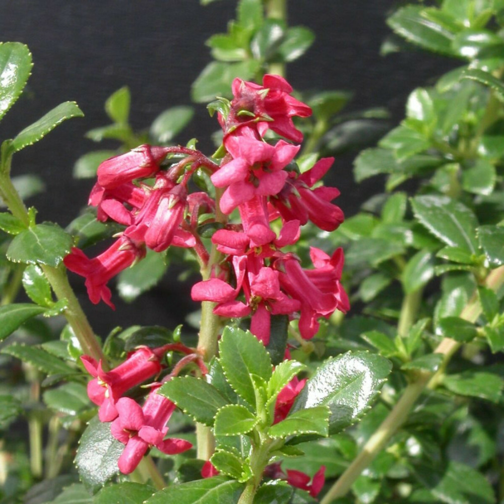 Escallonia compacta pot de 3l - 20/40 cm