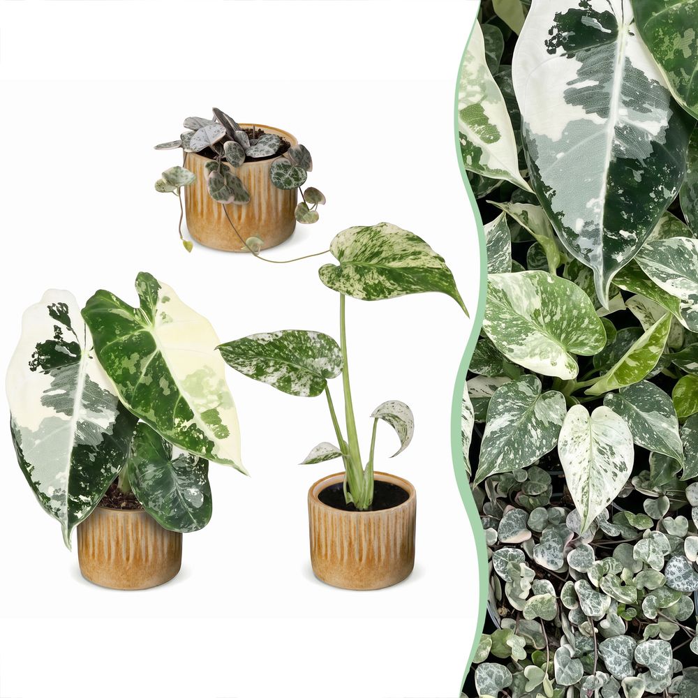 Baby variegata avec cache-pots linnea miel - alocasia, monstera et ceropegia panachés - lot de 3 - pot ø6 cm