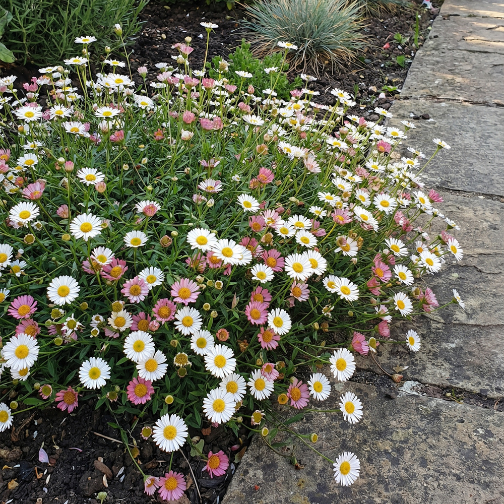 Lot de 6 - erigeron karvinskianus - wall fine ray - h. 10-20 cm