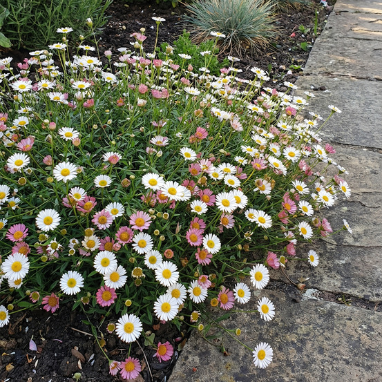 Lot de 6 - erigeron karvinskianus - wall fine ray - h. 10-20 cm