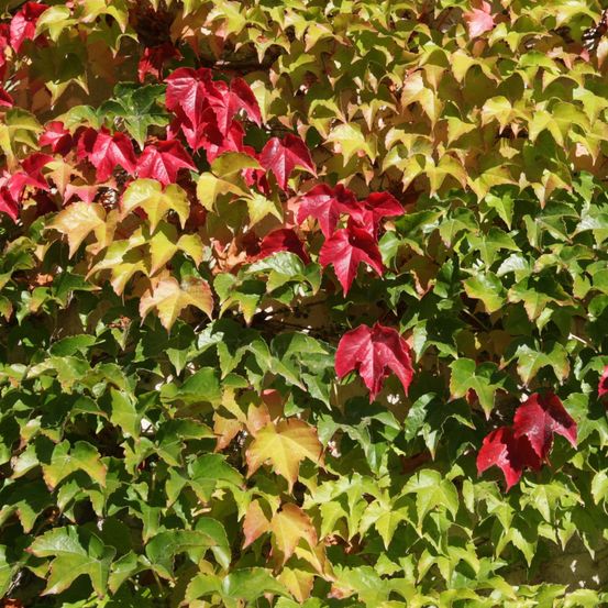 Vigne vierge japonaise 'veitchii robusta' pot de 1,5l/2l