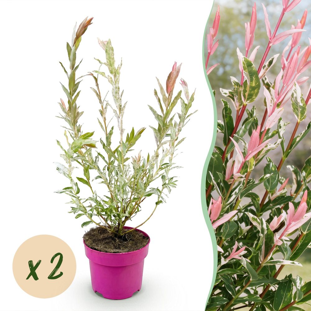 Saule crevette 'flamingo' - lot de 2 - pot 17 cm - hauteur 40-50 cm