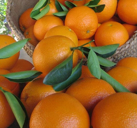 Citrus sinensis var.navelina (orange précoce, fruit délicieux bien équilibré) pot de 9 litres -140/160 cm