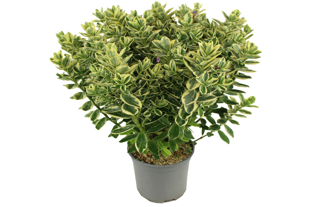 Véronique panachée pot 17 cm