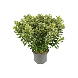 Panachee Véronique panachée pot 17 cm | Truffaut