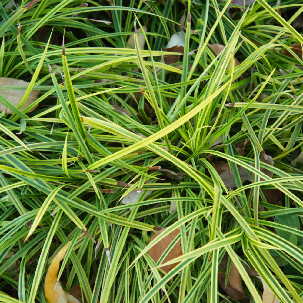 Laîche de morrow irish green - carex morrowii irish green 20 cm godet 9cm