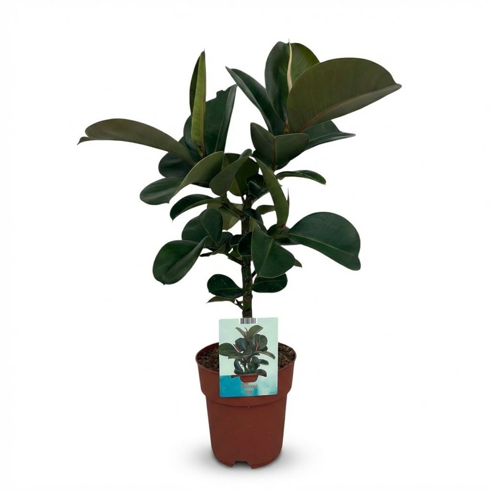 Caoutchouc - ficus elastica cloe - h65 cm - ø19 cm