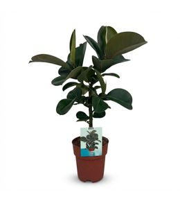 Caoutchouc - ficus elastica cloe - h65 cm - ø19 cm