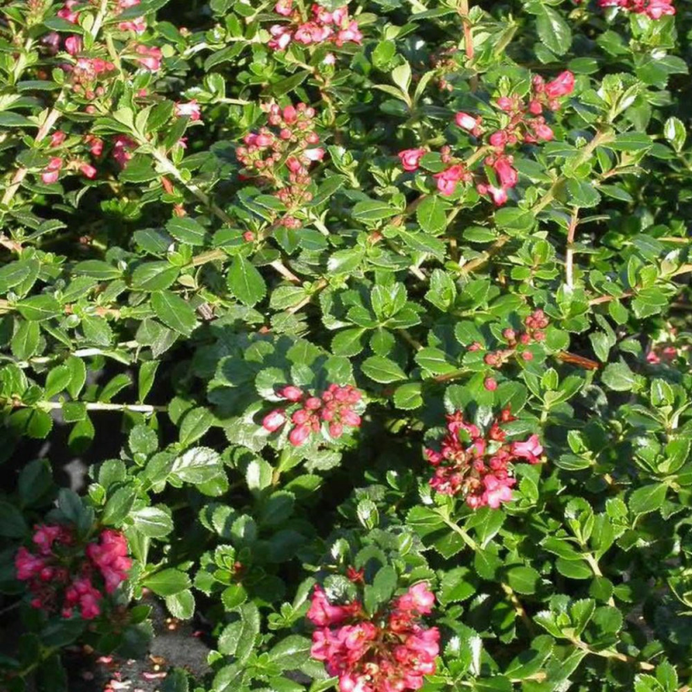 Escallonia donard radiance pot de 3l - 20/40 cm