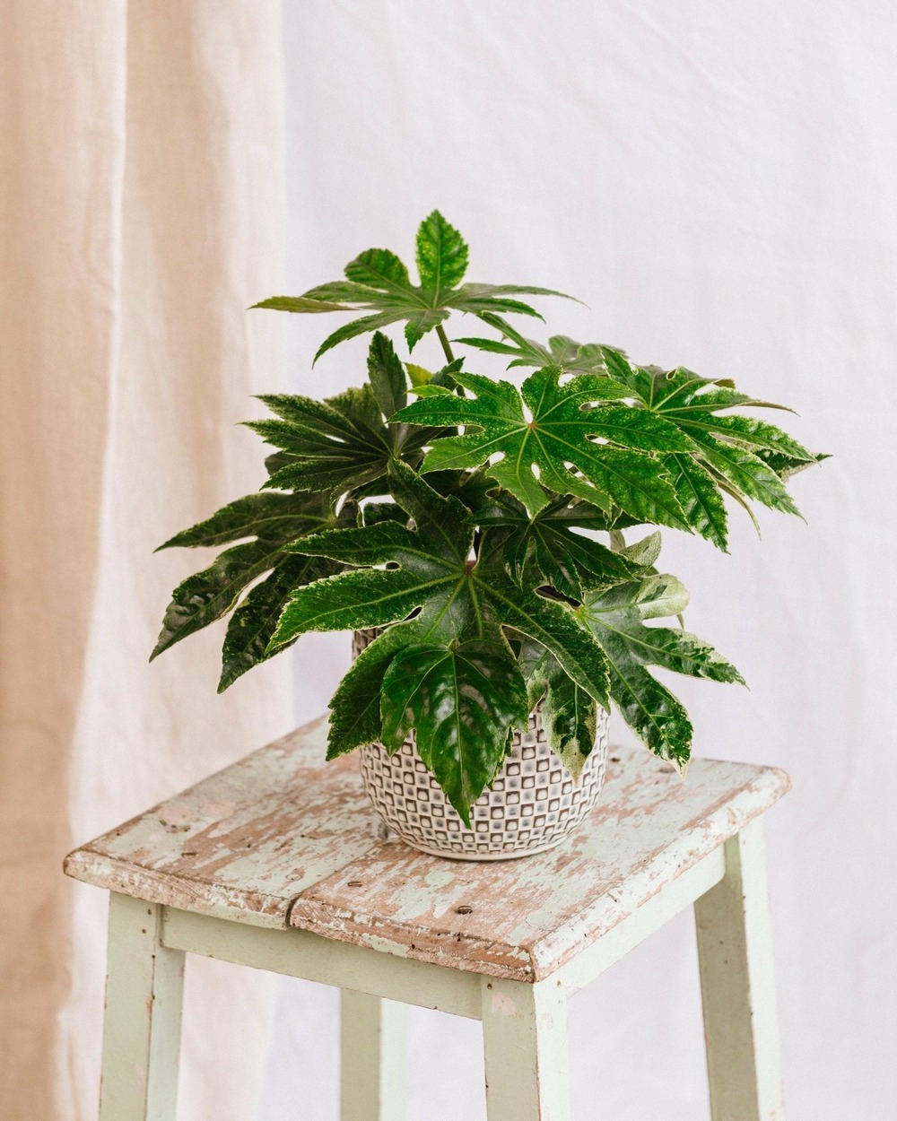 Fatsia japonica 50cm - plante d'intérieur
