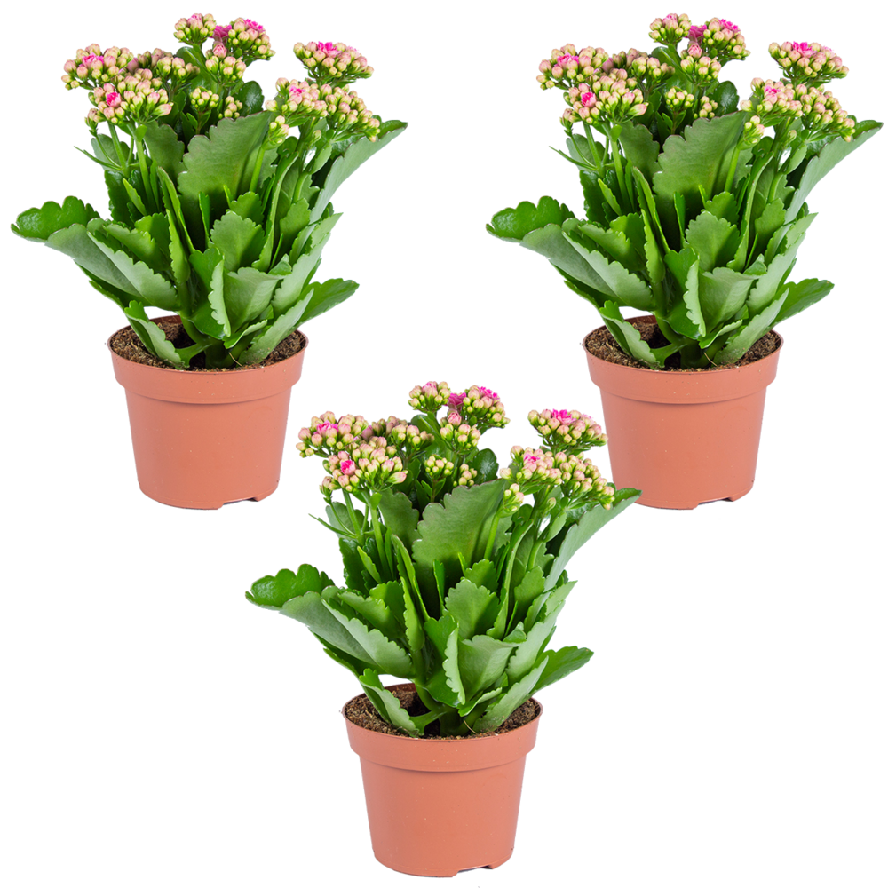 Kalanchoé - rose lot de 3 - plante d'extérieur et d'intérieur en pot de culture ⌀12 cm - ↕25-30 cm