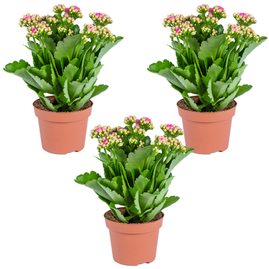 Kalanchoé - rose lot de 3 - plante d'extérieur et d'intérieur en pot de culture ⌀12 cm - ↕25-30 cm