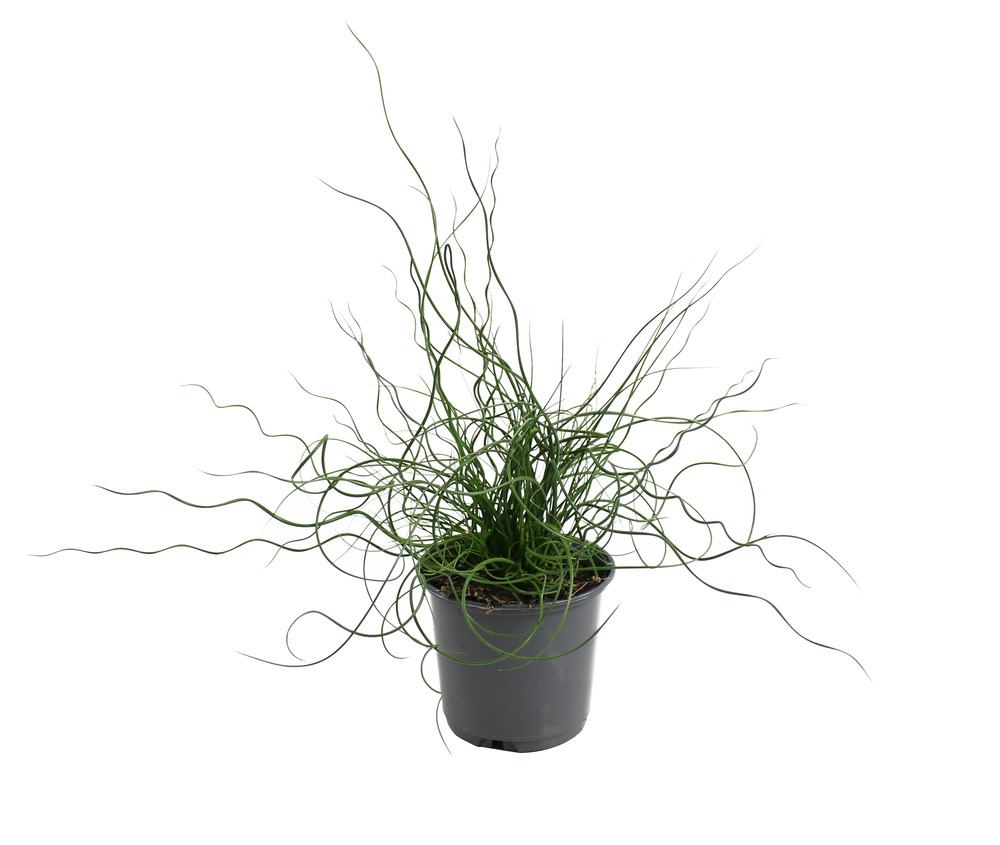 Juncus spiralis pot 10,5 cm