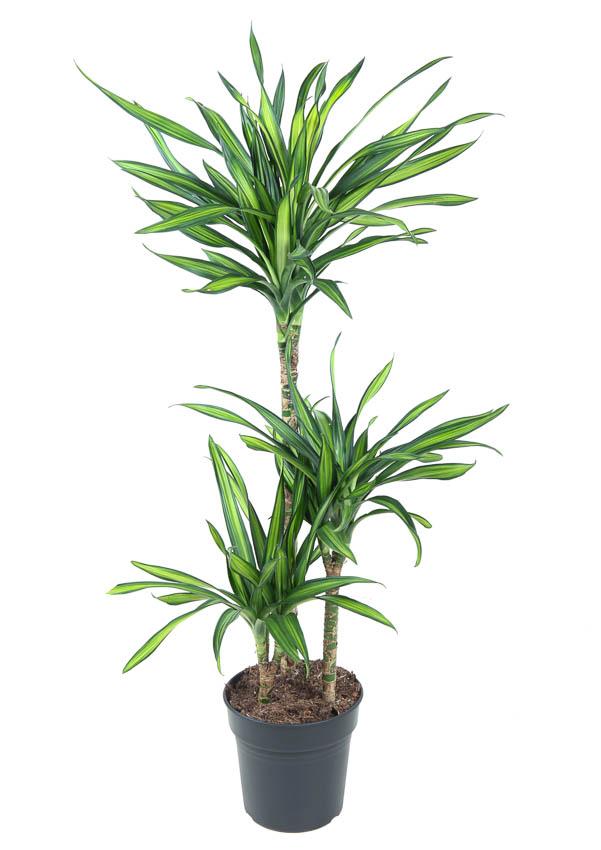 Plante d'intérieur - dracaena 'riki' 120.0cm