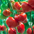 Plant de tomate allongée gourmandia f1  pot 0,5 l