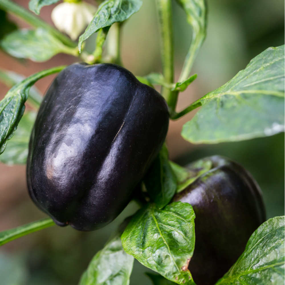 Plant poivron bellania violet f1 en pot