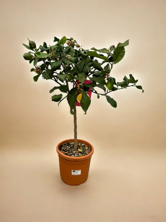 Citrus lemon - 80 cm - ø22cm