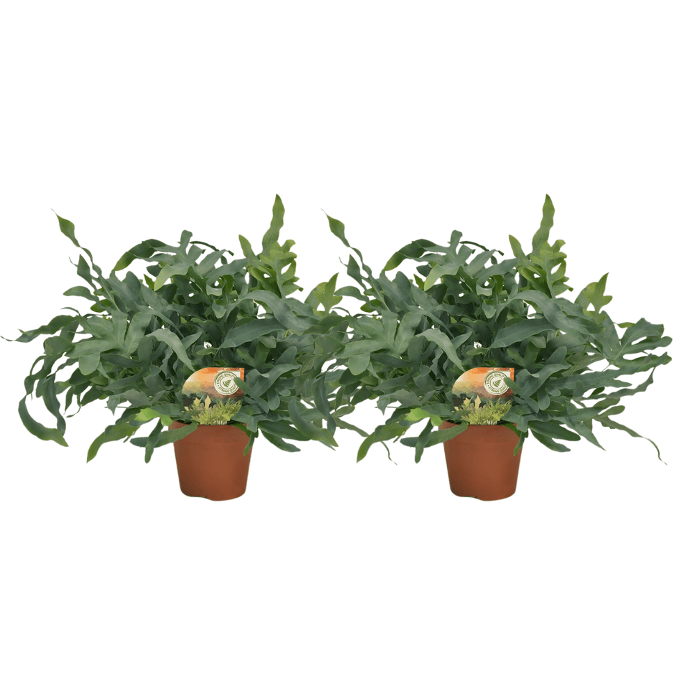 Phlebodium blue star - 2 pièces - ø17cm - ø60cm - plantes d'intérieur