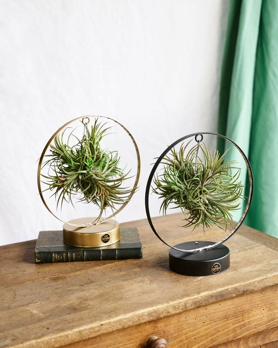 Duo de tillandsia socle led edition 23cm - plante d'intérieur