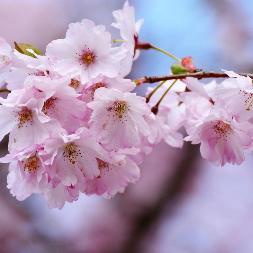 Cerisier du japon kiku shidare zakura, cerisier à fleurs pot de 30l - tige 8/10