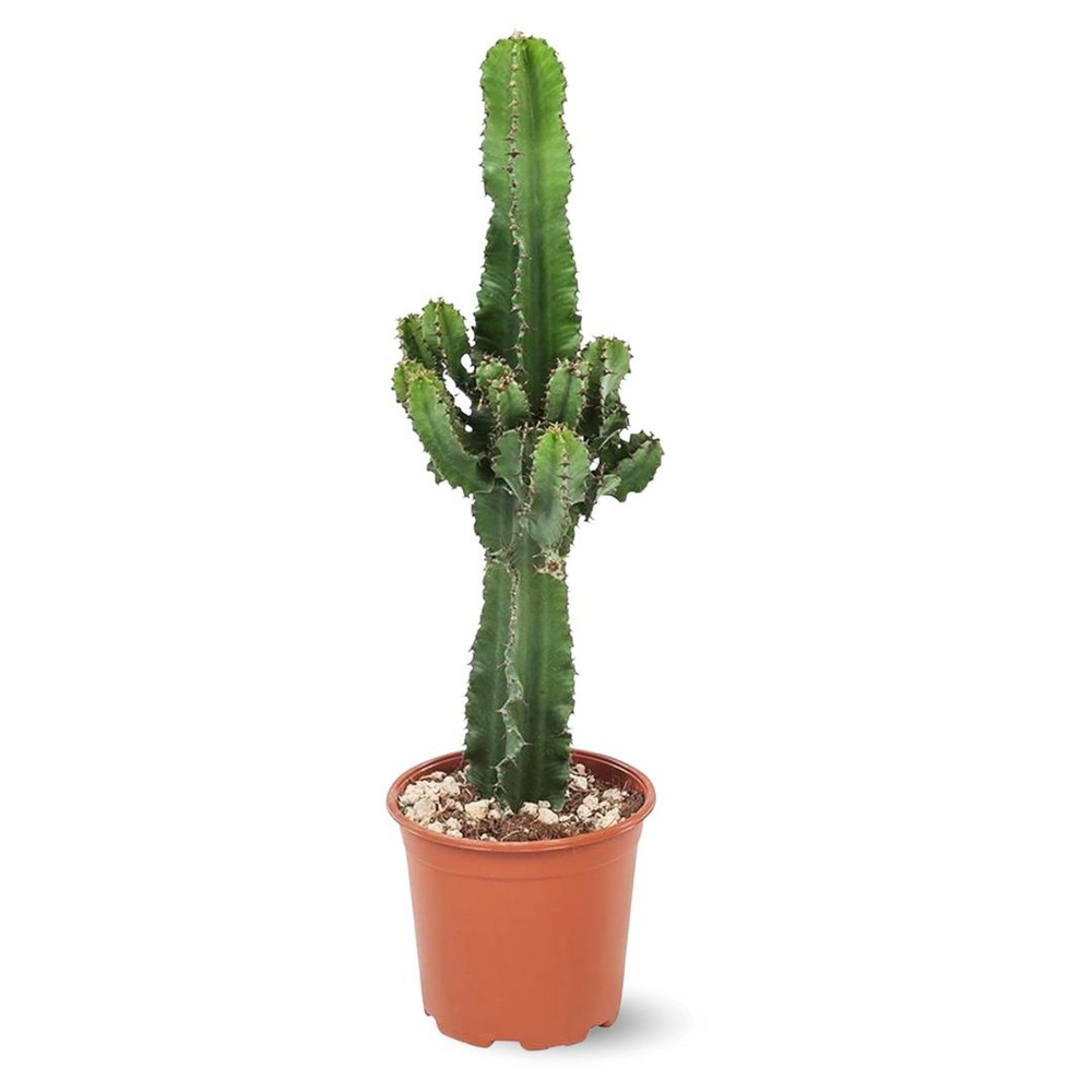 Euphorbe eritrea - cowboy cactus - ↕ 90-100 cm - ⌀ 19 cm - cactus et plantes grasses