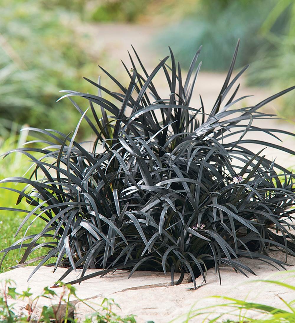 Ophiopogon planiscarpus nigrescens