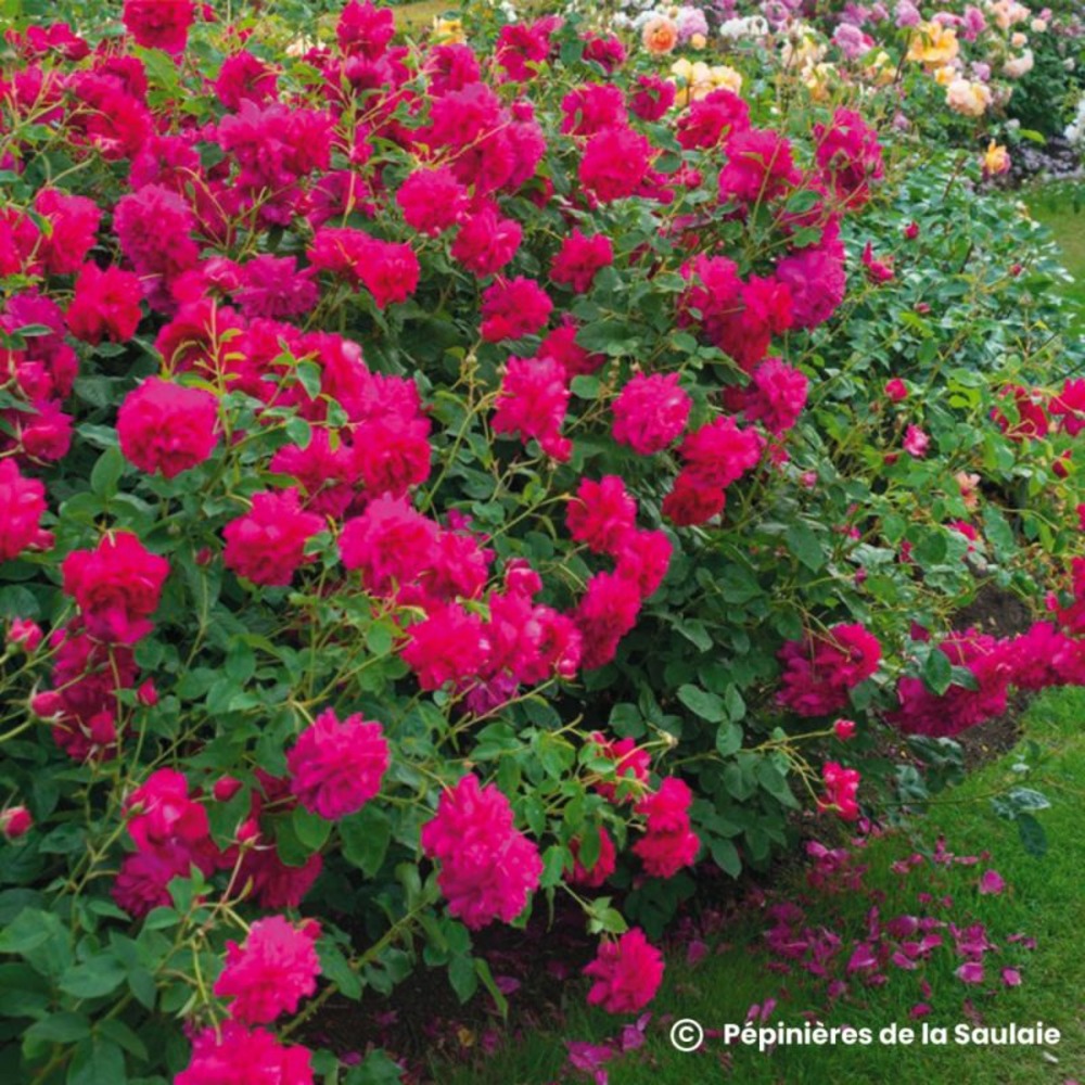 Rosier 'thomas a. Becket' ®