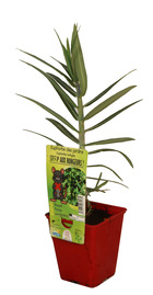 Euphorbia lathiris repousse rongeur, taupe pot 13 cm