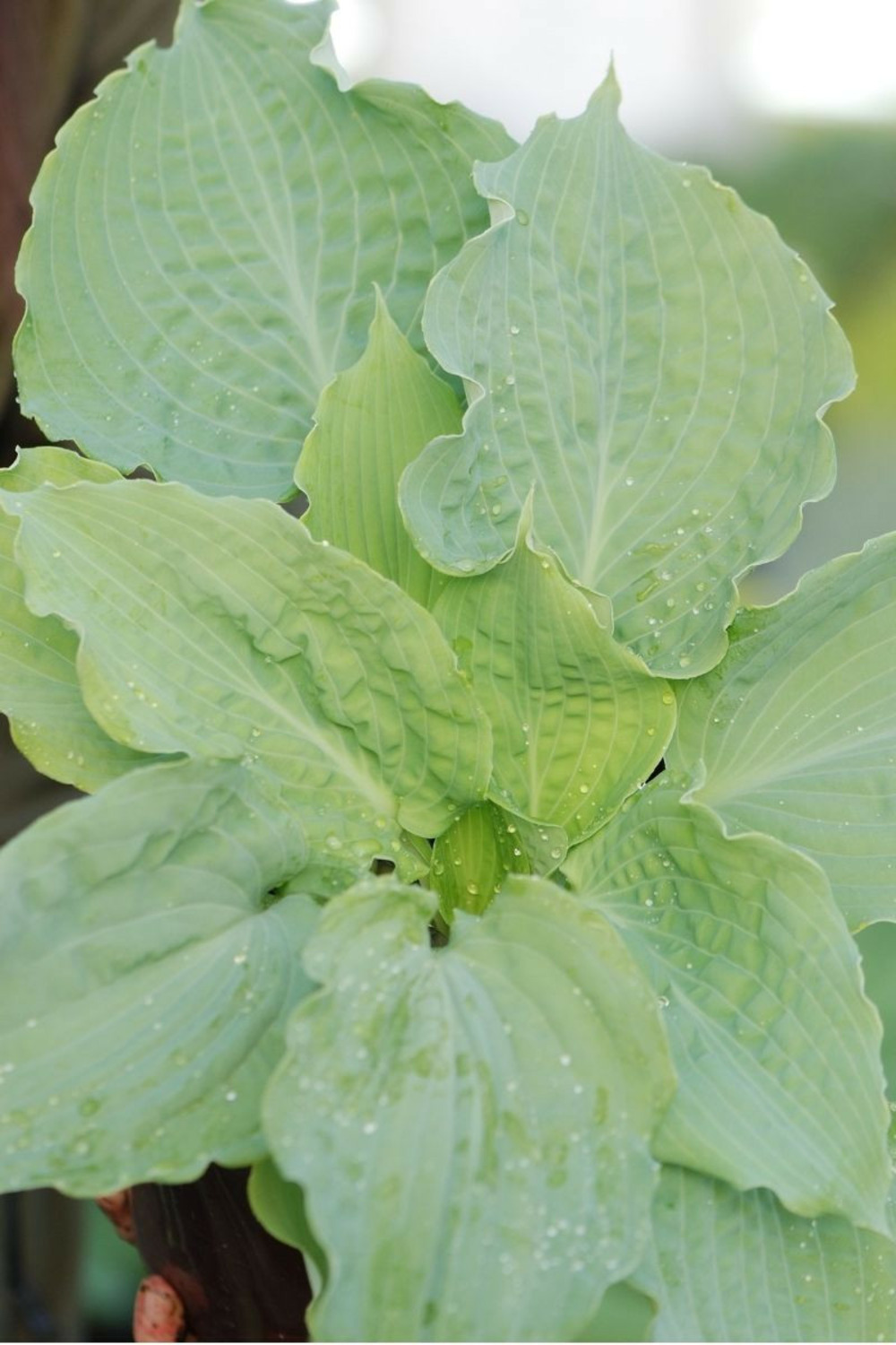 Hosta 'diamond lake' - en pot de 3 litres